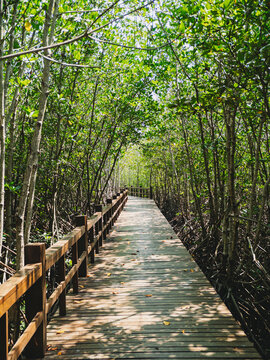 Calm pathway beneath thick canopy with aquatic features