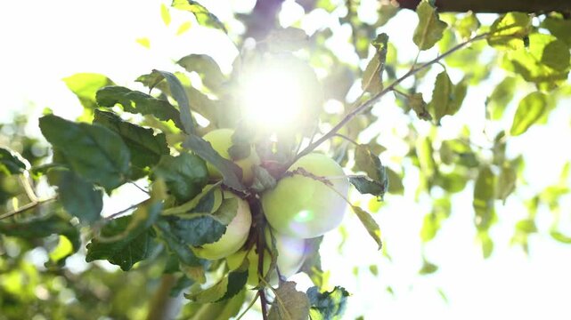 Green apples hang from a leafy branch in an orchard. Sunlight filters through the leaves, creating a bright scene. It is late summer, and the apples are ready for harvest.