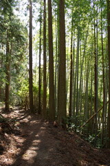 Fototapeta premium 熊野古道中辺路の風景 発心門王子跡ー滝尻王子跡