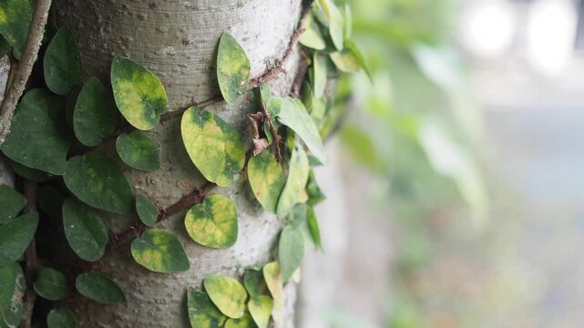 Green creeping fig vine grows on tree trunk with soft green foliage background.
