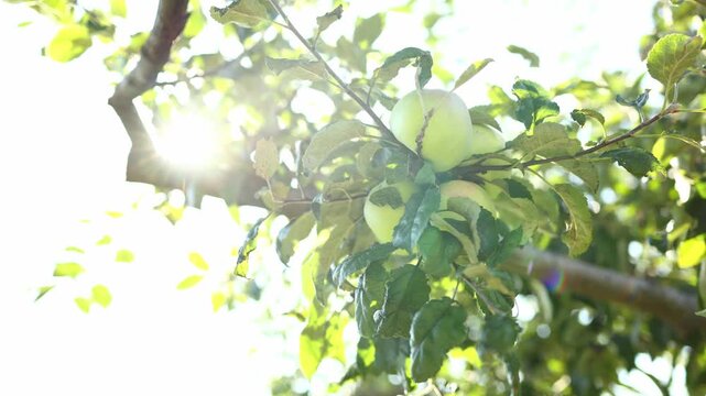 Green apples hang from a leafy branch in an orchard. Sunlight filters through the leaves, creating a bright scene. It is late summer, and the apples are ready for harvest.