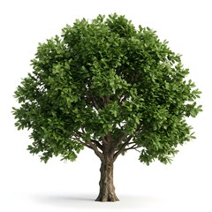 Obraz premium A large tree with green leaves stands alone on a white background