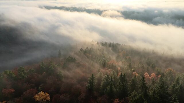 Aerial drone footage of reverse flight over beautiful foggy autumnal forest at sunrise