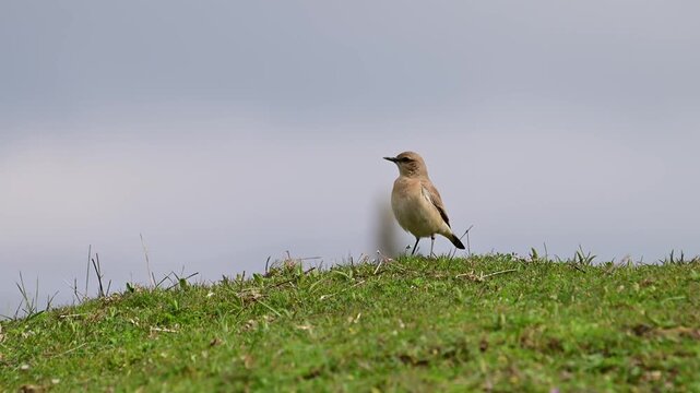 a northern wheatear (oenanthe oenanthe) perched alertly on a grassy balkan ridge, showcasing its light tan and buff plumage against a soft, overcast sky.