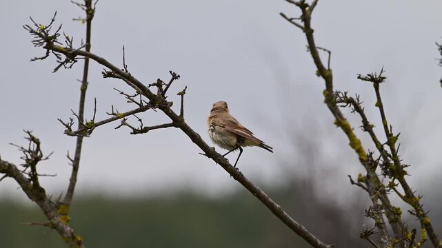 a northern wheatear (oenanthe oenanthe) perched on a thin, budding branch of a tree, displaying its characteristic plumage and alert posture against a soft, overcast balkan background.