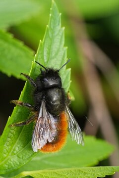 Colorful vertical closeup on a female European horned mason bee , Osmia cornuta sitting on a green leaf