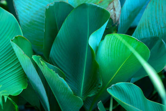 Colorful leaves on nature background, beautiful colored tropical leaves