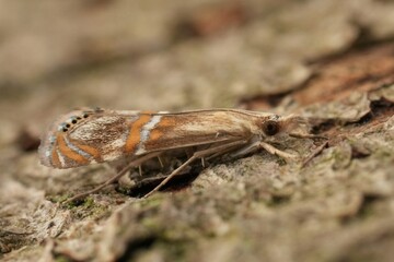 Detailed closeup on the small, colorful Mediterranean Euchromius bella micro moth © Henk