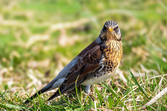 Kwiczoł(Turdus pilaris).	