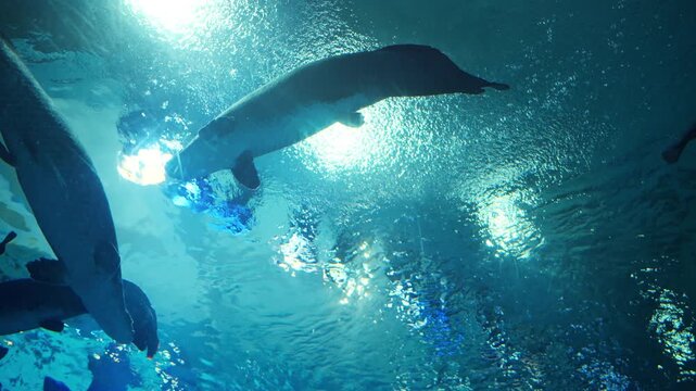 Low angle view of large fish swimming in a blue clear water tank at a public aquarium, showing aquatic life and biodiversity through the water surface with bright sunlight reflecting.