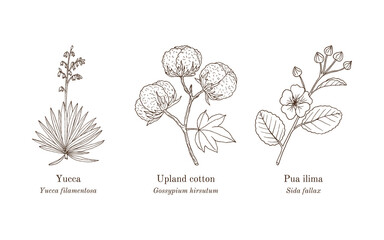 Naklejka premium Collection of edible and medicinal plants. Hand drawn botanical vector illustration