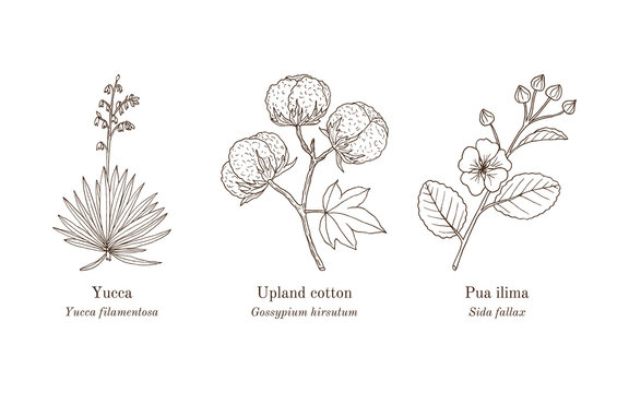 Collection of edible and medicinal plants. Hand drawn botanical vector illustration