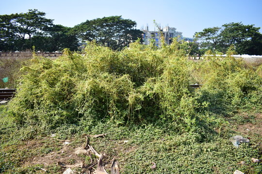 Cuscuta (Dodder / Amarbel) &ndash; Parasitic Vine Plant in Nature. Cuscuta, commonly known as dodder or amarbel, is a leafless parasitic vine that twines around host plants to absorb nutrients. 