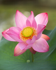 Pink Lotus Flower Close-Up Thai Binh Vietnam Pond Farm
