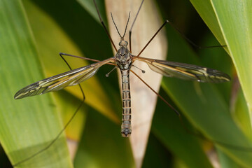 Obraz premium Closeup on a large European cranefly species, Tipula vittata hanging in the vegetation
