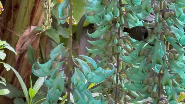 Slow motion of Seychelles sunbird, humming bird, colibri searching for nectar inside the blue jade flower, flower exotic garden, Mahe, Seychelles 25fps 004