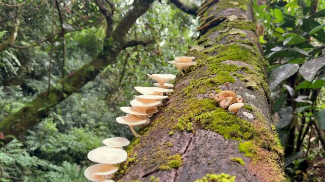 Slow motion of mosses and mushrooms on cinnamon tree trank in the morn blanc mountain forest, Mahe Seychelles 30fps.