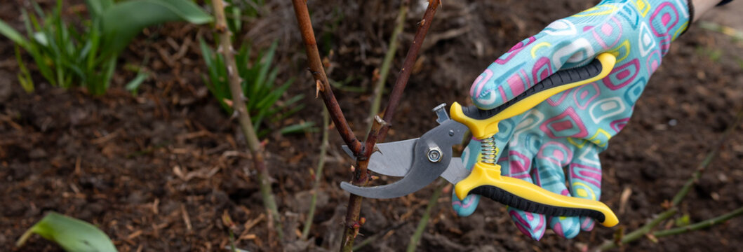 Hand in glove pruning rose bush with yellow secateurs