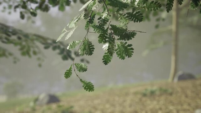 Lush green leaves dangle from branches in a tranquil forest with a soft mist rising from a nearby water body during daytime, creating a peaceful natural atmosphere.