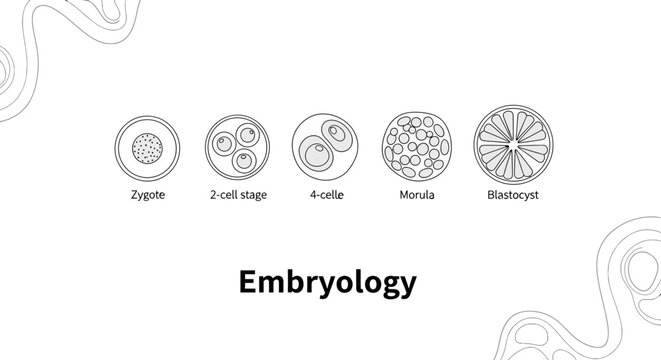 Embryology Stages Illustration from Zygote to Blastocyst