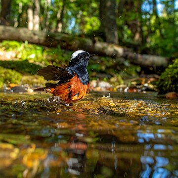Rufous-backed Sibia bathing in a stream in the forest.