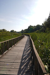 Obraz premium Curved wooden boardwalk leading through lush wetlands in Kopački Rit Nature Park, offering a scenic path through one of Europe’s most important natural floodplains.