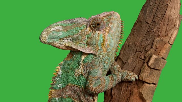Veiled Chameleon Changing Color &ndash; Exotic Reptile Close Up in Tropical Jungle 4K