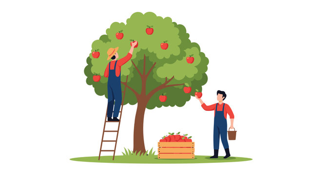 Two farmers in overalls working together to pick ripe red apples from a large leafy tree and filling a wooden crate on the grass.
