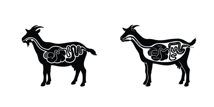 Goat Digestive System Anatomy Vector 