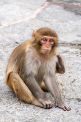 Fototapeta premium Wild macaques in Zhangjiajie National Forest Park, China are a popular but aggressive tourist attraction, known for stealing food, bags, and phones.