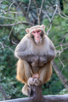 Wild macaques in Zhangjiajie National Forest Park, China are a popular but aggressive tourist attraction, known for stealing food, bags, and phones.