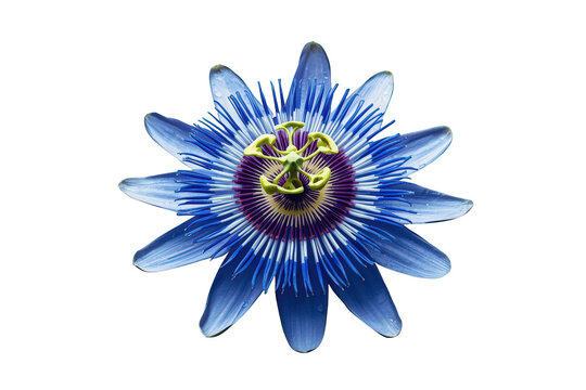 Blue passion flower blooming, showing intricate details of petals, filaments, and reproductive structures, transparent background
