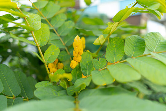 Yellow senna flowers blooming among lush green leaves in a tropical garden. Medicinal plant beauty, natural growth, and vibrant botanical landscape.