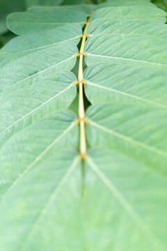 Close-up of fresh green senna flower leaves with soft natural light and shallow depth of field. erbal plant details, and tropical garden foliage