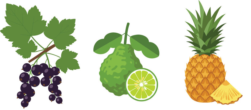 Grapes Bergamot and Pineapple Vector Illustration Set Featuring Fresh Tropical Fruits with Leaves and Slice Details Collection