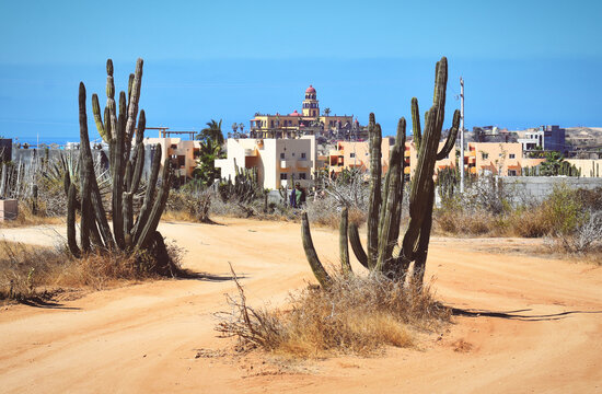 Desert landscape with cactuses and houses in El Pescadero, Mexico, Baja California Sur stock photo images. Sandy path with cacti in Mexico. Cardon cactus on a dirt road stock photo