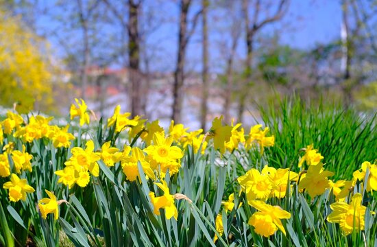 Osterglocken Fr&uuml;hling