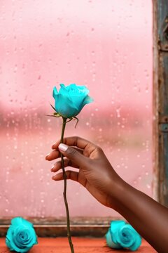 Hand holding turquoise rose near rainy pink window