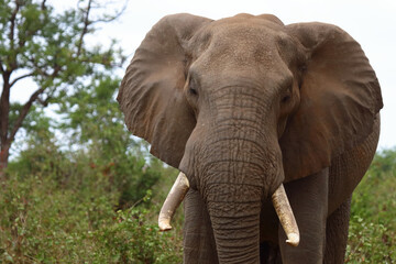 Obraz premium Afrikanischer Elefant / African elephant / Loxodonta africana