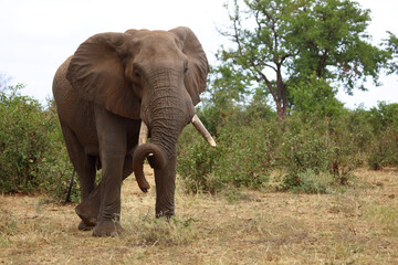 Fototapeta premium Afrikanischer Elefant / African elephant / Loxodonta africana