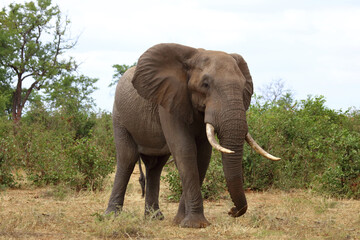 Fototapeta premium Afrikanischer Elefant / African elephant / Loxodonta africana