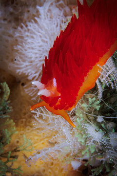 Janolus ignis nudibranch on bryozoan, colourful macro sea slug