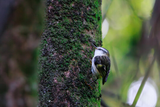 Rifleman tītitipounamu Acanthisitta chloris climbing tree trunk with copy space New Zealand forest