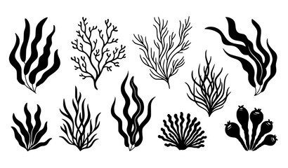Algae and seaweed silhouette collection vector illustration © Shakib