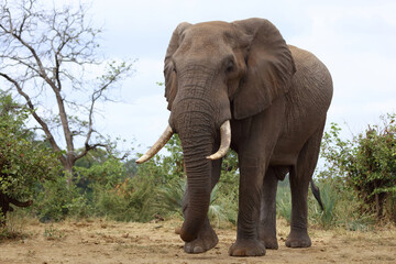 Fototapeta premium Afrikanischer Elefant / African elephant / Loxodonta africana
