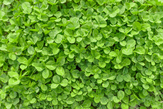 クローバーの緑のテクスチャ背景（真俯瞰）（Green clover texture background top view）