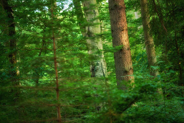 Fototapeta premium Plants, trees and forest landscape in nature for sustainability, ecosystem scenery or biodiversity. Greenery, eco friendly environment or foliage in woods for conservation, natural habitat or ecology