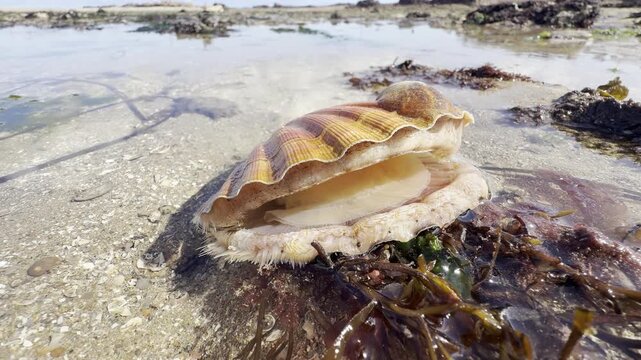 Close view of a scallop Pecten maximus in shallow water at low tide in Brittany France, slowly opening its shell like a yawn before snapping shut, illustrating natural marine behavior.