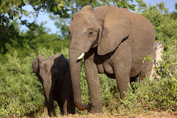 Fototapeta premium Afrikanischer Elefant / African elephant / Loxodonta africana