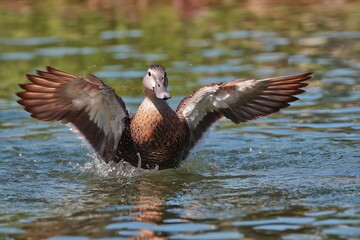 Fototapeta premium duck sparkling its wings in water